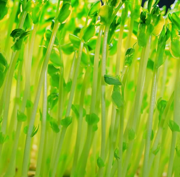 養(yǎng)生10種補陽蔬菜 養(yǎng)生10種補陽蔬菜